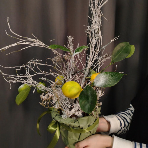 Уже собран! Снежный лимон в горшке