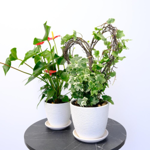 Антуриум и плющ в сете «Счастье в дом» (два комнатных растения) в кашпо