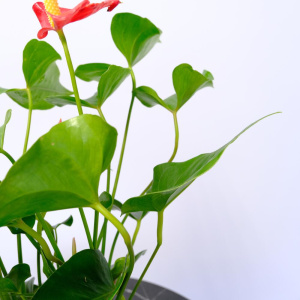 Антуриум (мужское счастье) в белом кашпо