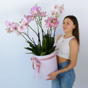 Фаленопсисы в коробке, 5 горшочков