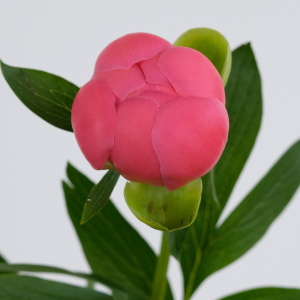 Пион Коралловый, Италия 50-60 см, 5 штук