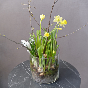 Луковичные крокусы и нарциссы в стеклянной вазе