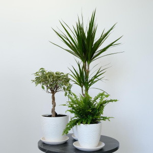 Фикус Бенджамина, нефролепис и драцена в сете "Зелёные друзья" (три комнатных растения) в кашпо