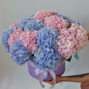 Гортензия, 21 штучка. Большой букет в коробке