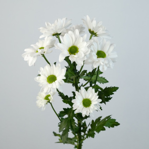 Хризантема кустовая ромашка, 5 веток