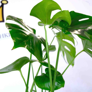 Комнатное растение Монстера в кашпо