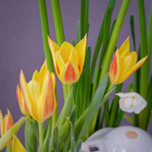 Садик с первоцветами: мускари, тюльпаны и гиацинты "Сказочный домик"