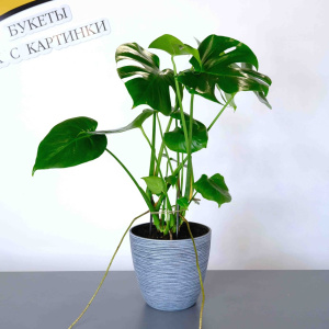 Комнатное растение Монстера в кашпо