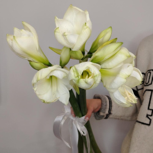 Амариллисы белые, 3 штучки