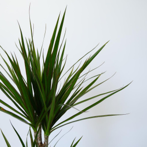 Фикус Бенджамина и драцена в сете "Зелёные друзья" (два комнатных растения) в кашпо