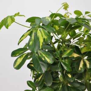 Сет комнатных растений для декора дома: фикус бенджамина и  шефлера в кашпо