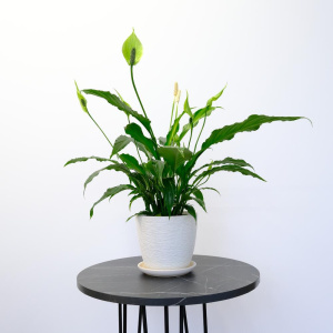 Комнатное растение спатифиллум Свит Сильвия (женское счастье) в кашпо