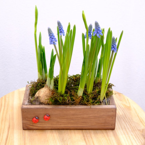 Садик с первоцветами (мускари и нарциссы). Корпоративные подарки на 8 марта. Цена от 10 шт.