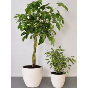 Сет комнатных растений для декора дома: фикус бенджамина и  шефлера в кашпо