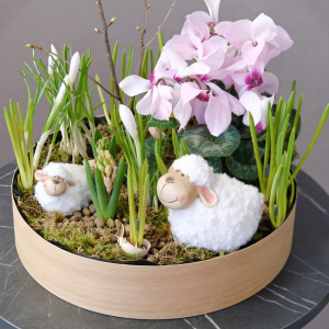 Садик с первоцветами: цикламен, крокусы, мускари, гиацинты "Пастораль"