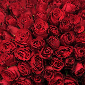 51 красная роза в букете "Африканская страсть"