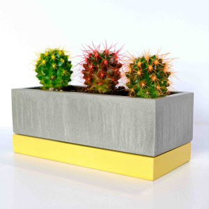 Яркие кактусы в стильном кашпо