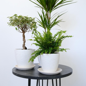 Фикус Бенджамина, нефролепис и драцена в сете "Зелёные друзья" (три комнатных растения) в кашпо