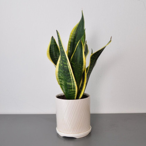 Сет комнатных растений: шефлера, фикус бенджамина и сансиеверия в кашпо