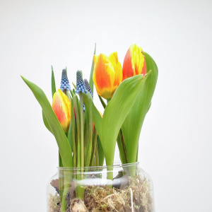 Садик с первоцветами: тюльпаны и мускари в стеклянной вазе