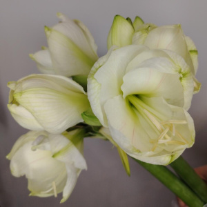 Амариллисы белые, 3 штучки