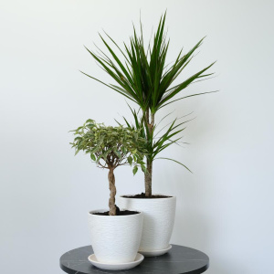 Фикус Бенджамина и драцена в сете "Зелёные друзья" (два комнатных растения) в кашпо