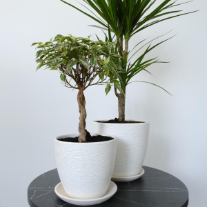 Фикус Бенджамина и драцена в сете "Зелёные друзья" (два комнатных растения) в кашпо