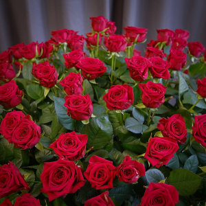 Букет гигант: красные ароматные розы в коробке, 151 штучка