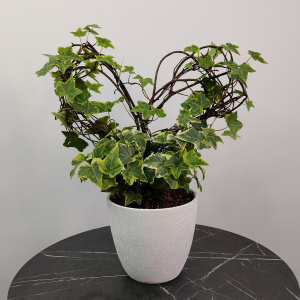 Сет комнатных растений для декора дома: драцена и хедера в кашпо