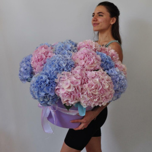 Гортензия, 21 штучка. Большой букет в коробке