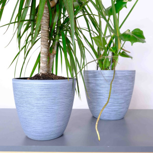 Сет комнатных растений: монстера и драцена в кашпо 