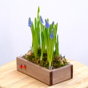 Садик с первоцветами (мускари и нарциссы). Корпоративные подарки на 8 марта. Цена от 10 шт.