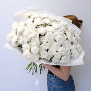 Хризантемы белые пушистые, 25 штучек