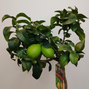 Лимонное дерево