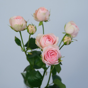 Роза кустовая, Кэти пионовидная, 50 см 3 ветки