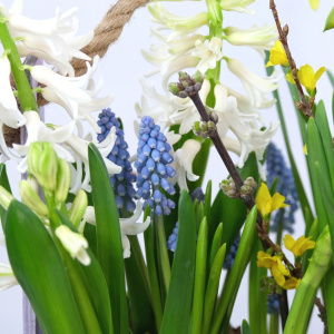 Садик с первоцветами в ящике: нарциссы, мускари, гиацинты