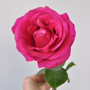 Монобукет ароматных роз "Пинк Флойд"