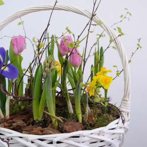 Садик с первоцветами в корзине: гиацинты, нарциссы, крокусы и тюльпаны