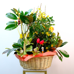 Подарочная корзина  - мандариновое дерево с цветами