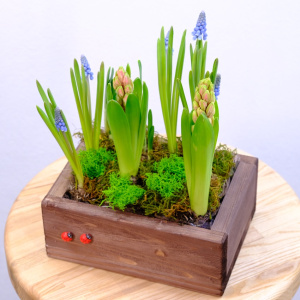 Садик с первоцветами: гиацинты и мускари в деревянном ящичке