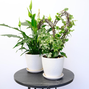 Спатифиллум и плющ в сете «Счастье в дом» (два комнатных растения) в кашпо