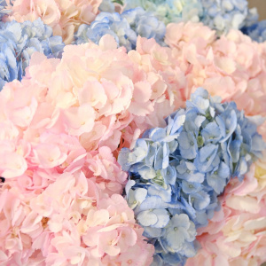 Гортензия, 21 штучка. Большой букет в коробке