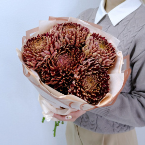 Сезонные хризантемы Бигуди - оттенок шоколад, 5 штучек