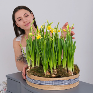 Садик с первоцветами: солнечные ароматные нарциссы в круглом ящике