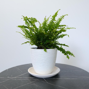 Комнатное растение Нефролепис (папоротник) в стильном кашпо