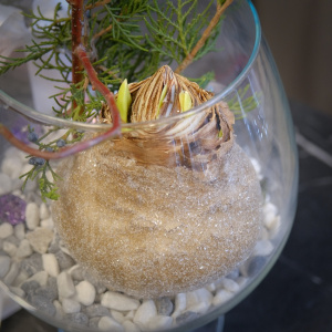 Луковица амариллиса, шиповник и можжевельник в круглой вазе