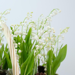 Весенние ЛАНДЫШИ в корзине, 49 шт, (Премиум мини-садик)