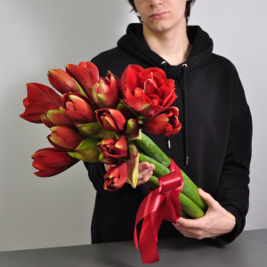 Амариллис, 7 штучек