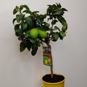 Лимонное дерево