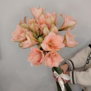 Амариллис персиковый, 5 штучек